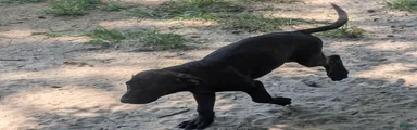 Labrador Retriever 4