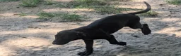 Labrador Retriever dogs for sale: Labrador Retriever 4 - Ad 1