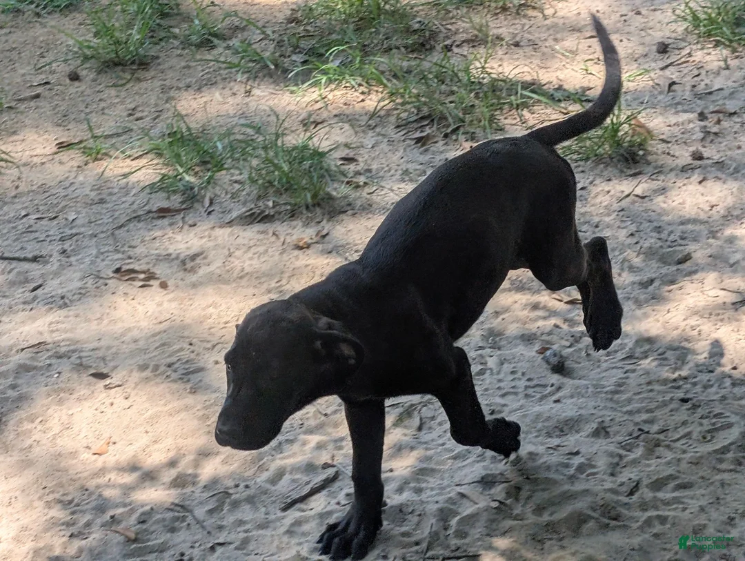 Labrador Retriever dogs for sale: Labrador Retriever 4 - Ad 1