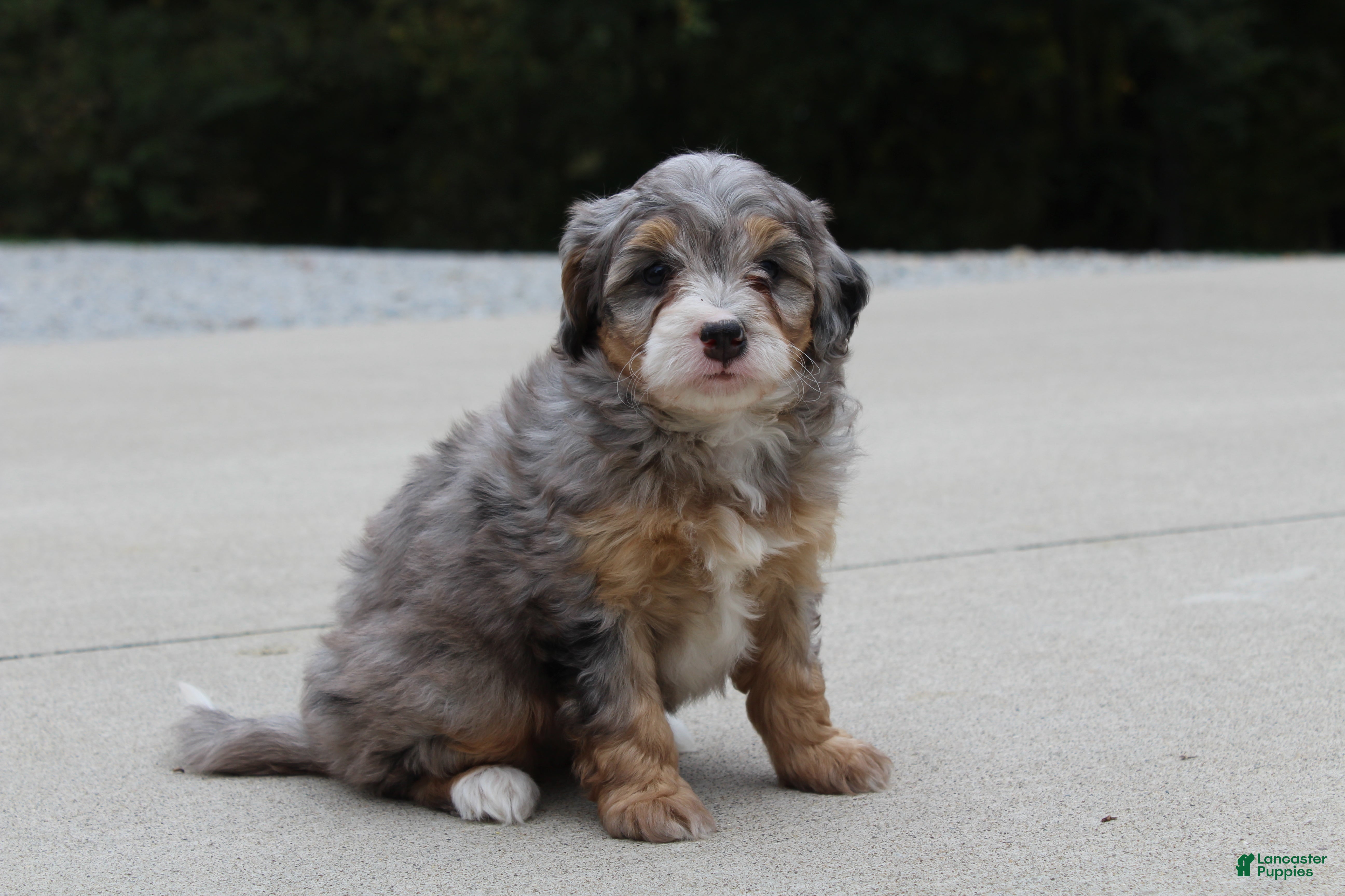 Mini Bernedoodle dogs Rosie  - Ad 1