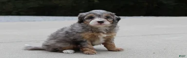 Rosie 