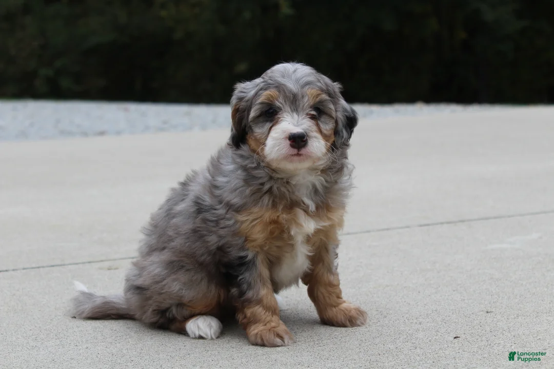 Mini Bernedoodle dogs for sale: Rosie  - Ad 1