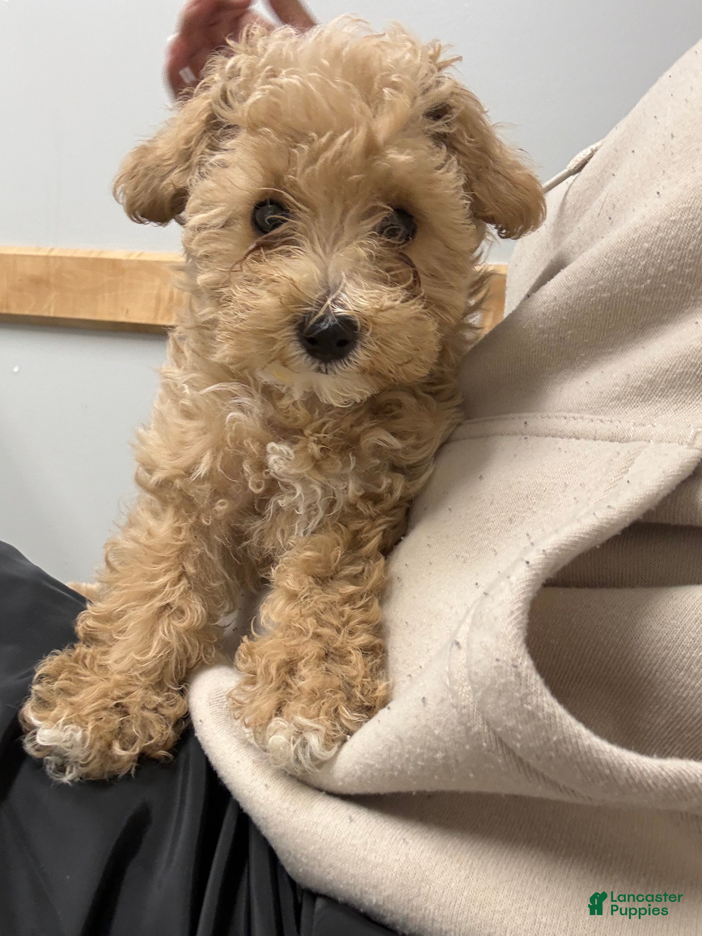 Mini Goldendoodle dogs Mini Goldendoodle 2 - Ad 2