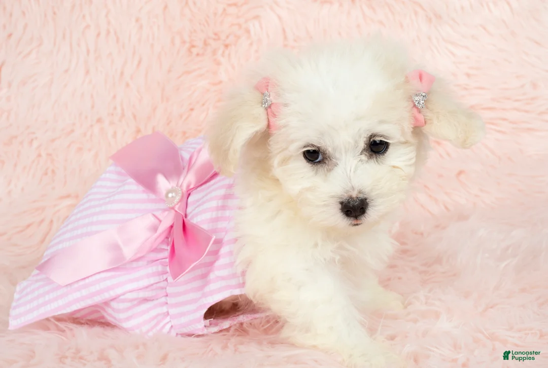 Maltipoo dogs for sale: Pearl - Ad 2