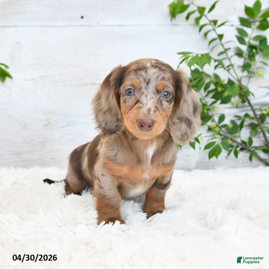 Miniature Dachshund dogs for sale: Maverick - Ad 2