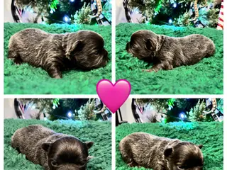 French Bulldog dogs French Bulldog Puppy 6 - Ad 8