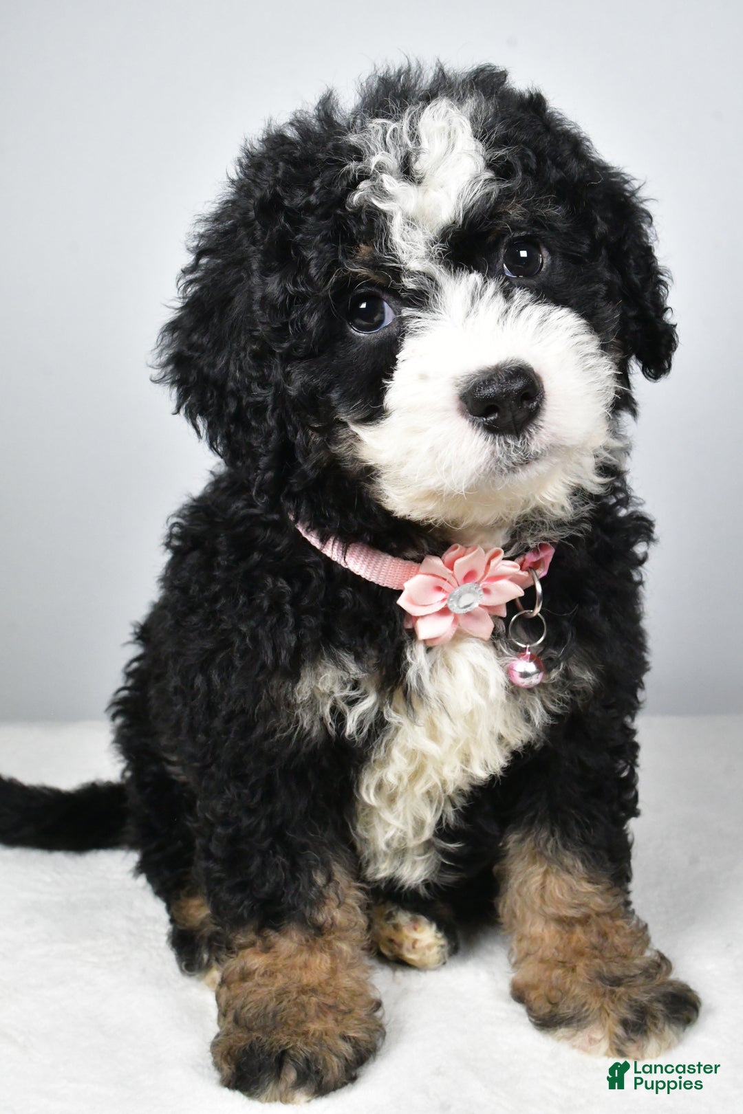 Mixed Breed dogs for sale: Coco - Ad 9