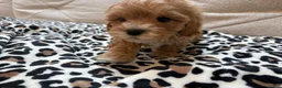 Maltipoo dogs for sale: Cupcake - Ad 10