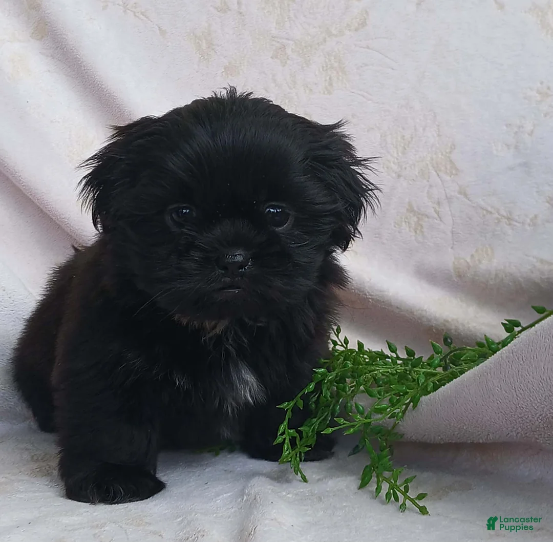 Teddy Bear dogs for sale: Beauty - Ad 5