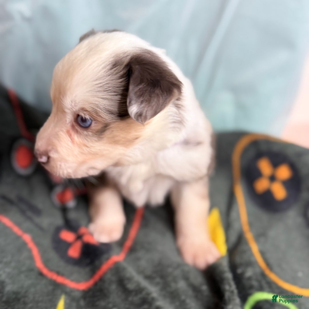 Mixed Breed dogs for sale: Moon - Ad 3