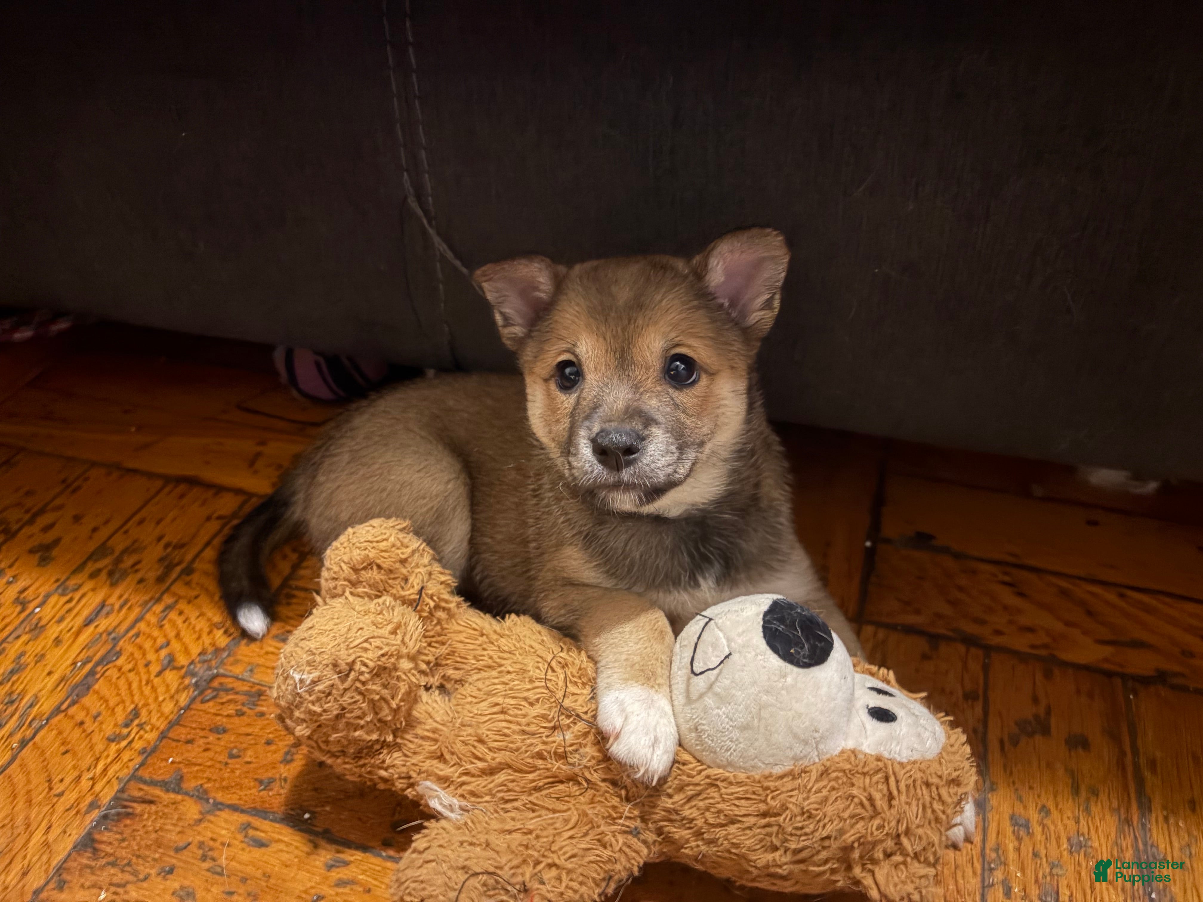 Mixed Breed dogs Princess - Ad 24