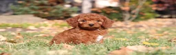 Cavapoo dogs for sale: Pearl - Ad 5