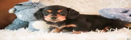 Miniature Dachshund dogs for sale: Dusty - Ad 8