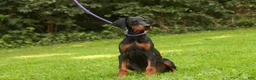 Doberman Pinscher dogs for sale: Elowen - Ad 3