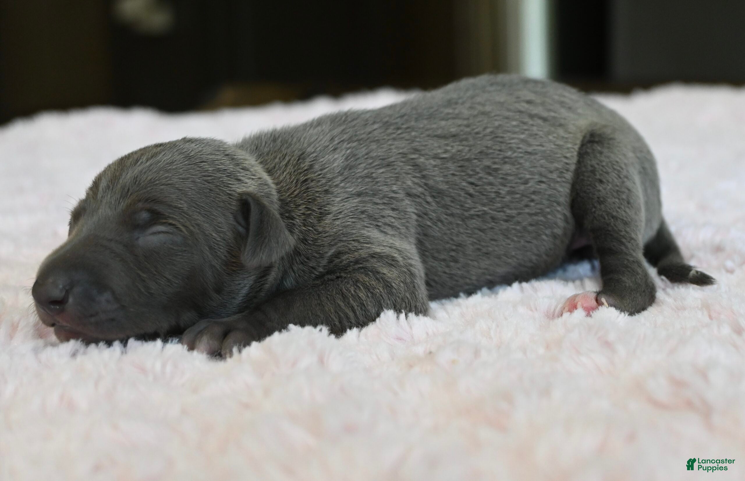 Italian Greyhound dogs Rae - Ad 2