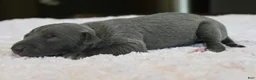 Italian Greyhound dogs for sale: Rae - Ad 2