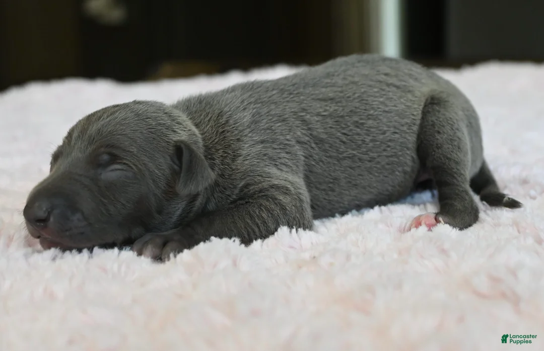 Italian Greyhound dogs for sale: Rae - Ad 2