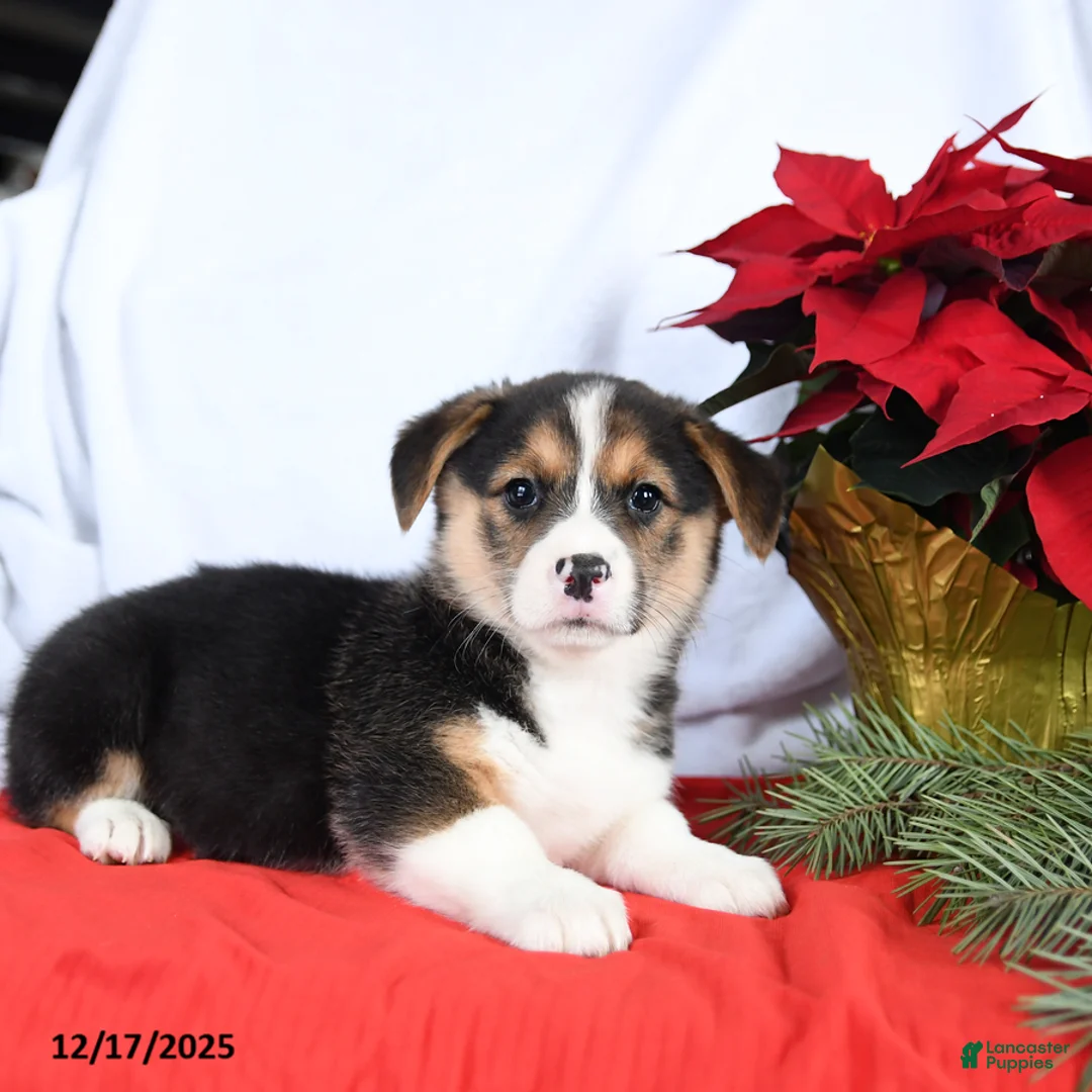 Welsh Corgi Pembroke dogs for sale: Rosie - Ad 4