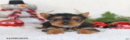 Yorkshire Terrier dogs for sale: Cookie - Ad 4