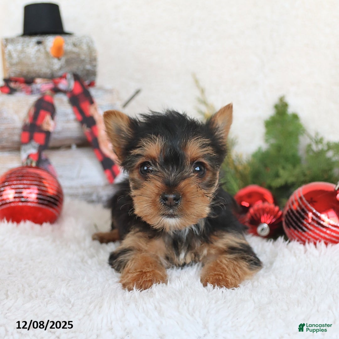 Yorkshire Terrier dogs for sale: Cookie - Ad 4