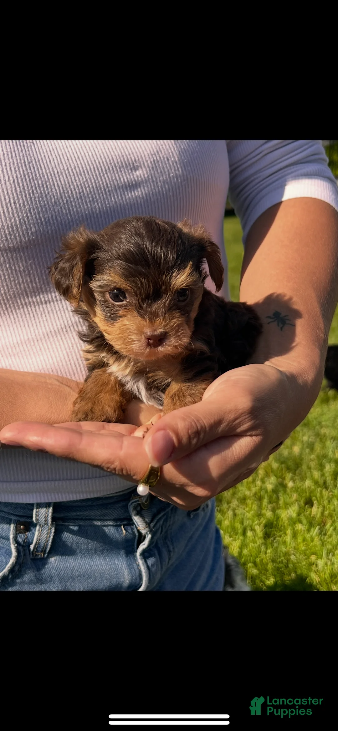 Morkie dogs for sale: Reese - Ad 1