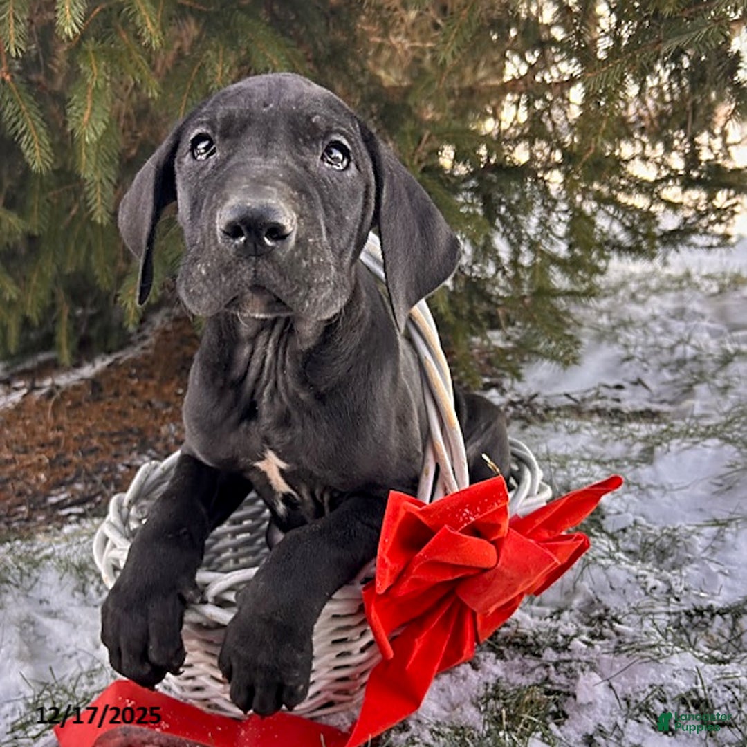 Great Dane dogs for sale: Siri - Ad 3