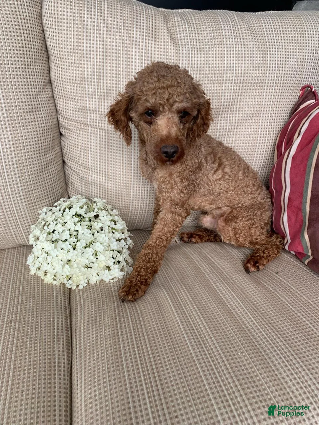 Miniature Poodle dogs for sale: Benly - Ad 7