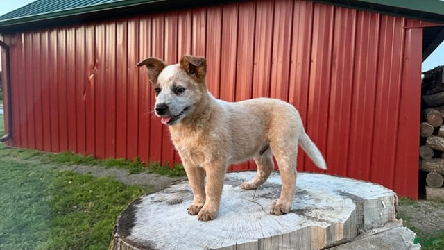 Australian Cattle Dog dogs Toby Keith_Male - Ad 2