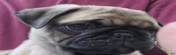 Pug dogs for sale: Bo - Ad 11