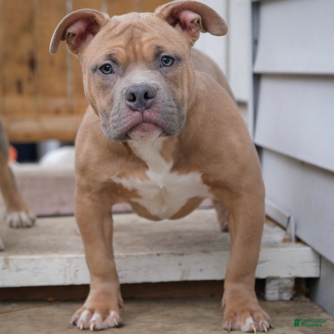 American Bully dogs for sale: lilith - Ad 3