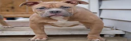 American Bully dogs for sale: American Bully litter of 10 puppies - Ad 20