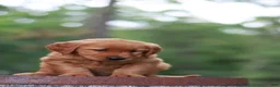 Golden Retriever dogs for sale: Bailey - Ad 5