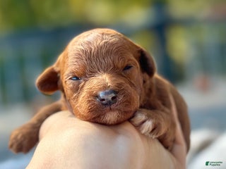 Toy Poodle dogs - Ad 12