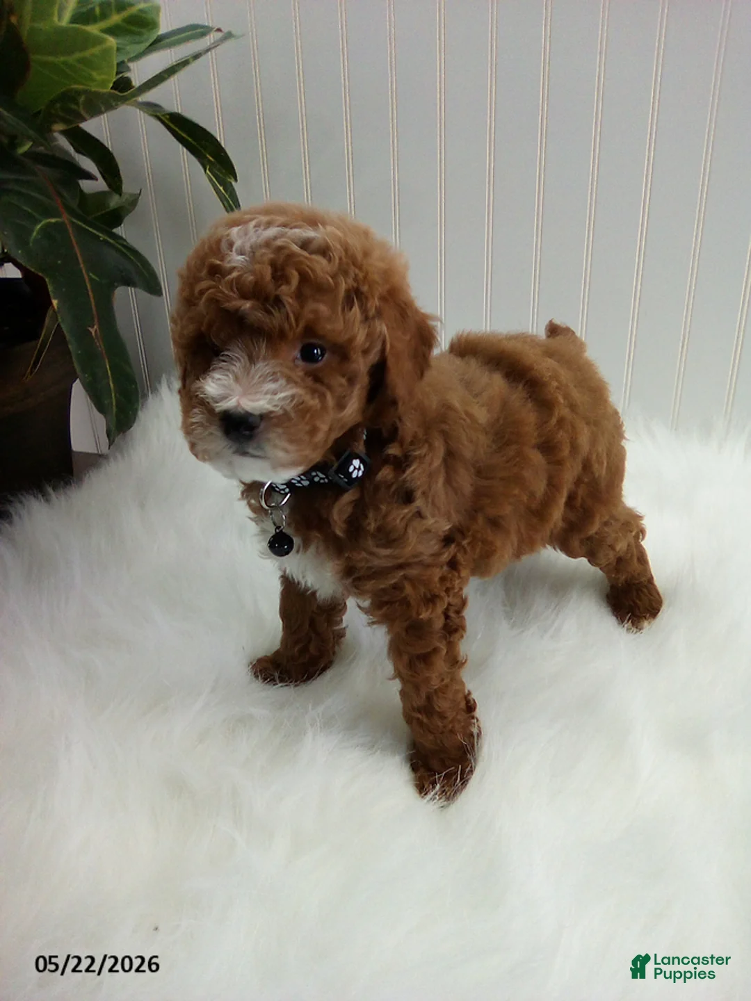 Miniature Poodle dogs for sale: Seth - Ad 5