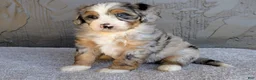 Mini Bernedoodle dogs for sale: Pipa - Ad 5