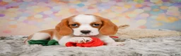 Beaglier dogs for sale: Brooke - Ad 5