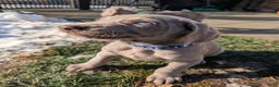 Weimaraner dogs for sale: Pacer - Ad 2