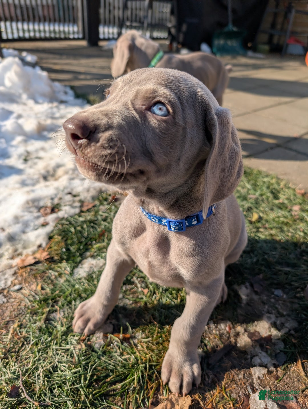 Weimaraner dogs for sale: Pacer - Ad 2