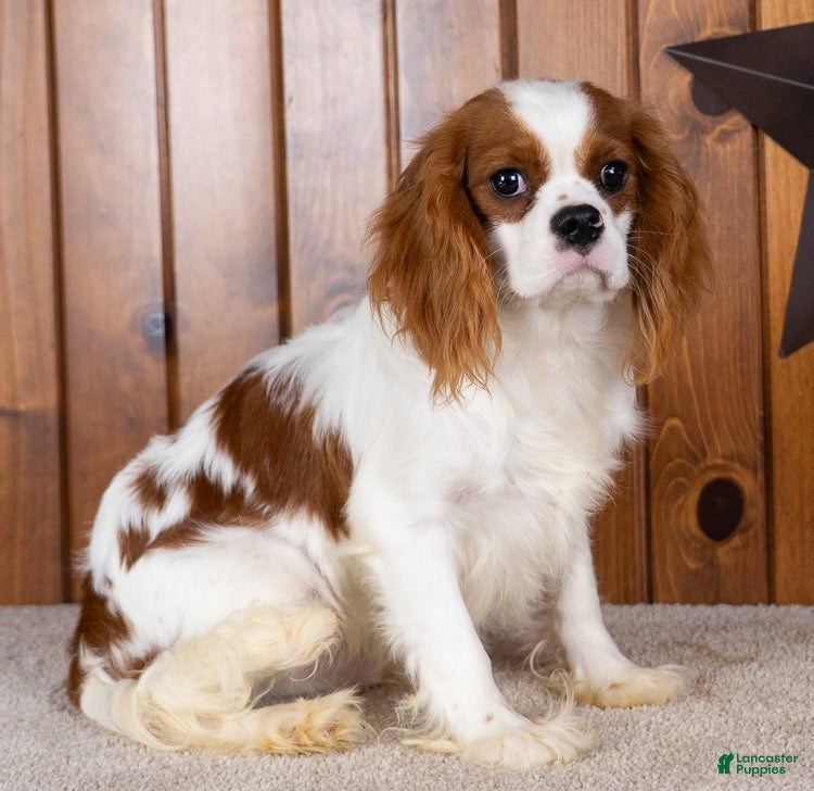 Cavalier King Charles Spaniel dogs Dallas - Ad 2