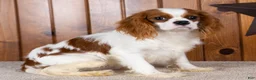 Cavalier King Charles Spaniel dogs for sale: Dallas - Ad 2