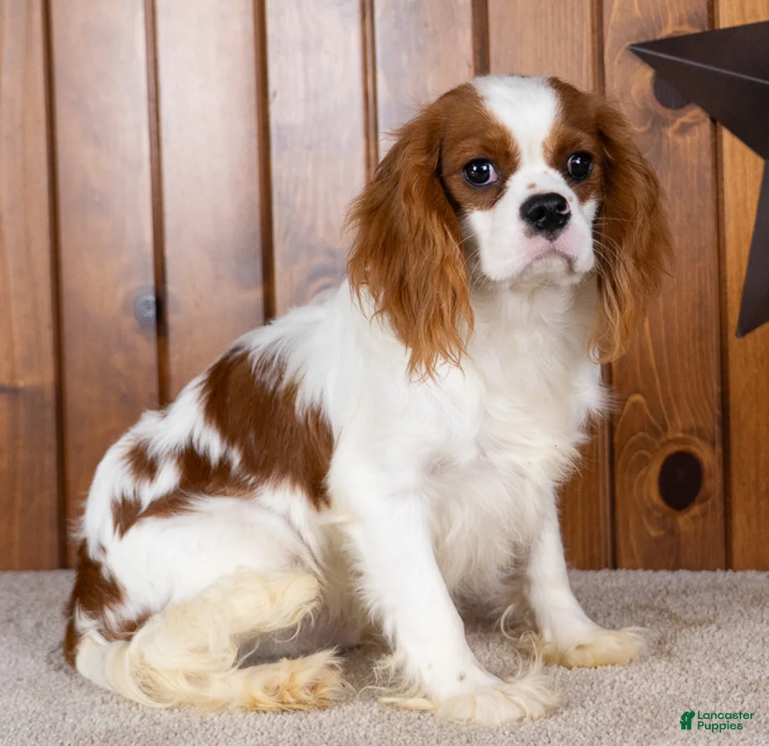 Cavalier King Charles Spaniel dogs for sale: Dallas - Ad 2