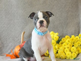 Boston Terrier dogs - Ad 35