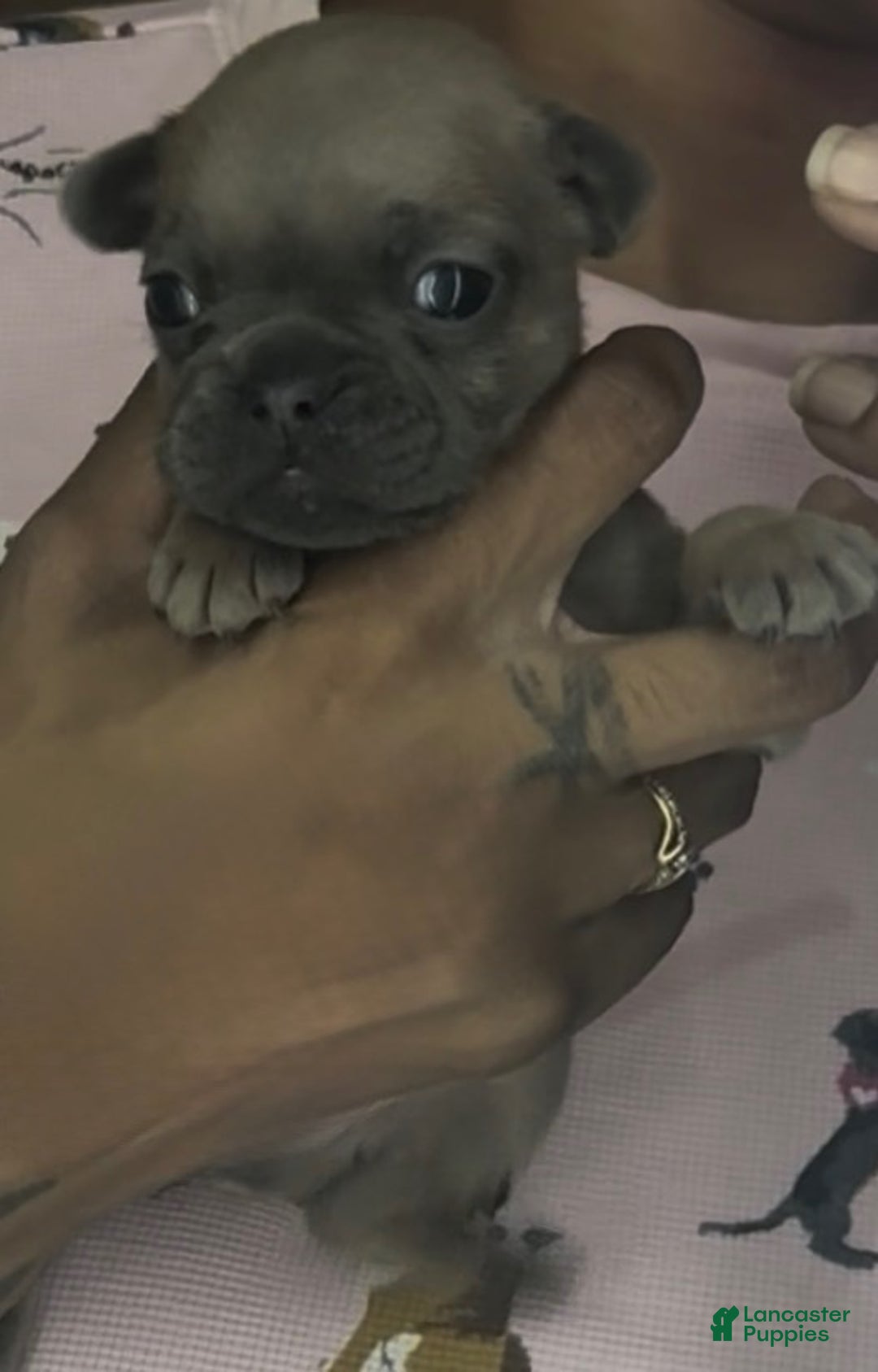 French Bulldog dogs for sale: French Bulldog Puppy 9 - Ad 2
