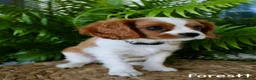 Cavalier King Charles Spaniel dogs for sale: Forestt - Ad 3