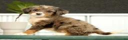 Mini Bernedoodle dogs for sale: Nova - Ad 5