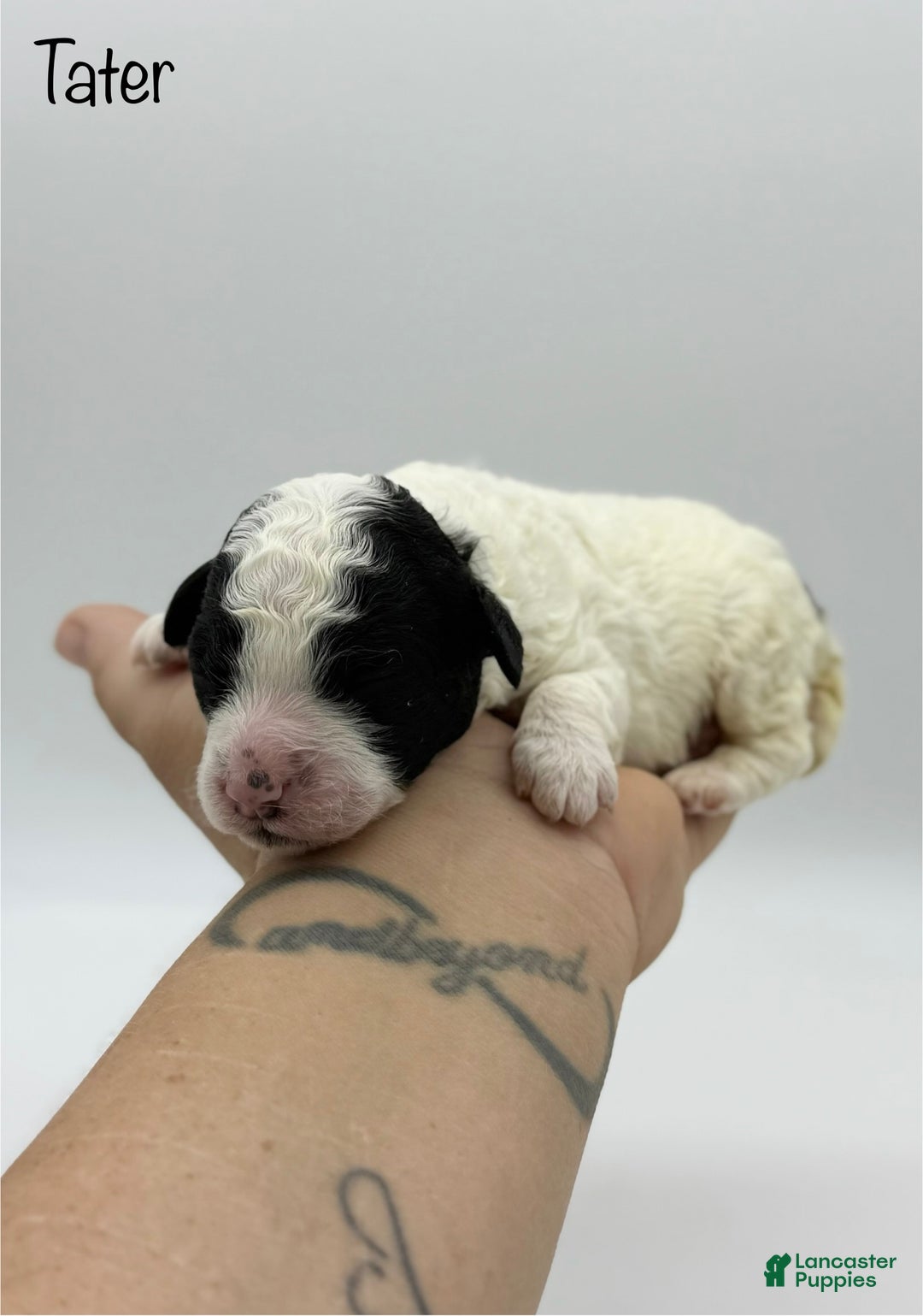 Miniature Poodle dogs for sale: Tater - Ad 2