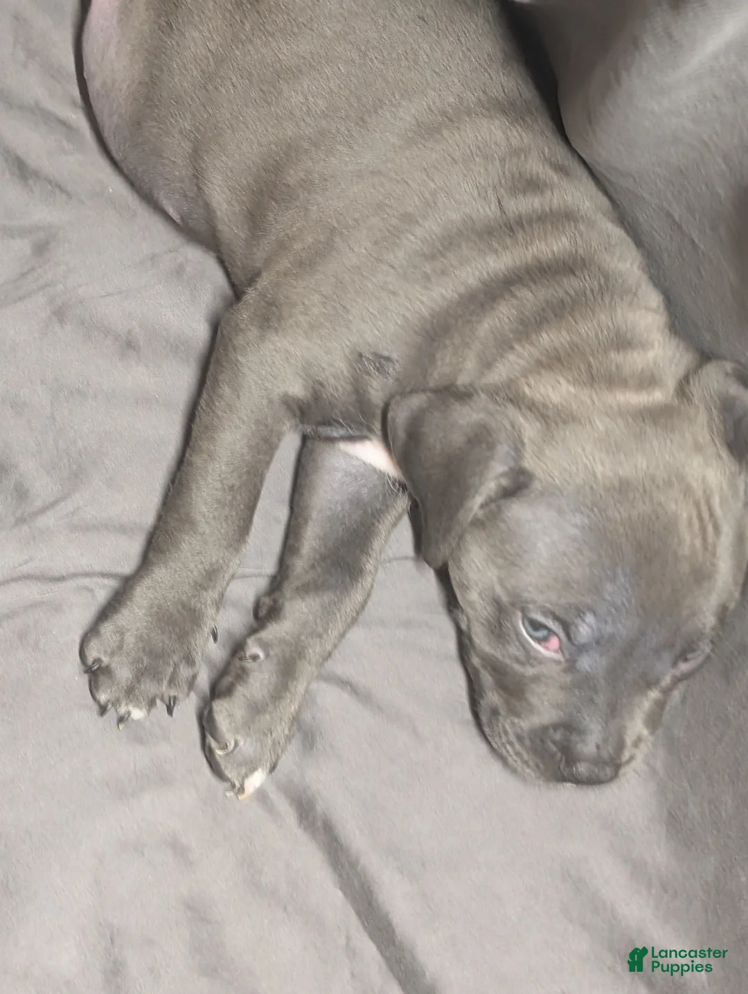 American Pit Bull Terrier dogs for sale: Buddy - Ad 2