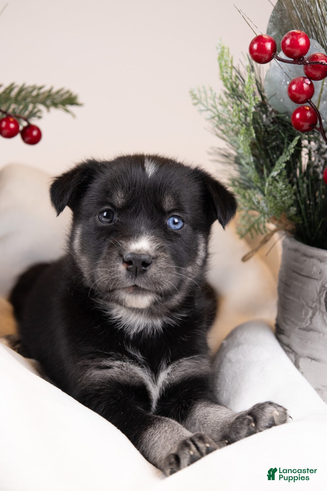 Goberian dogs for sale: Bear - Ad 3