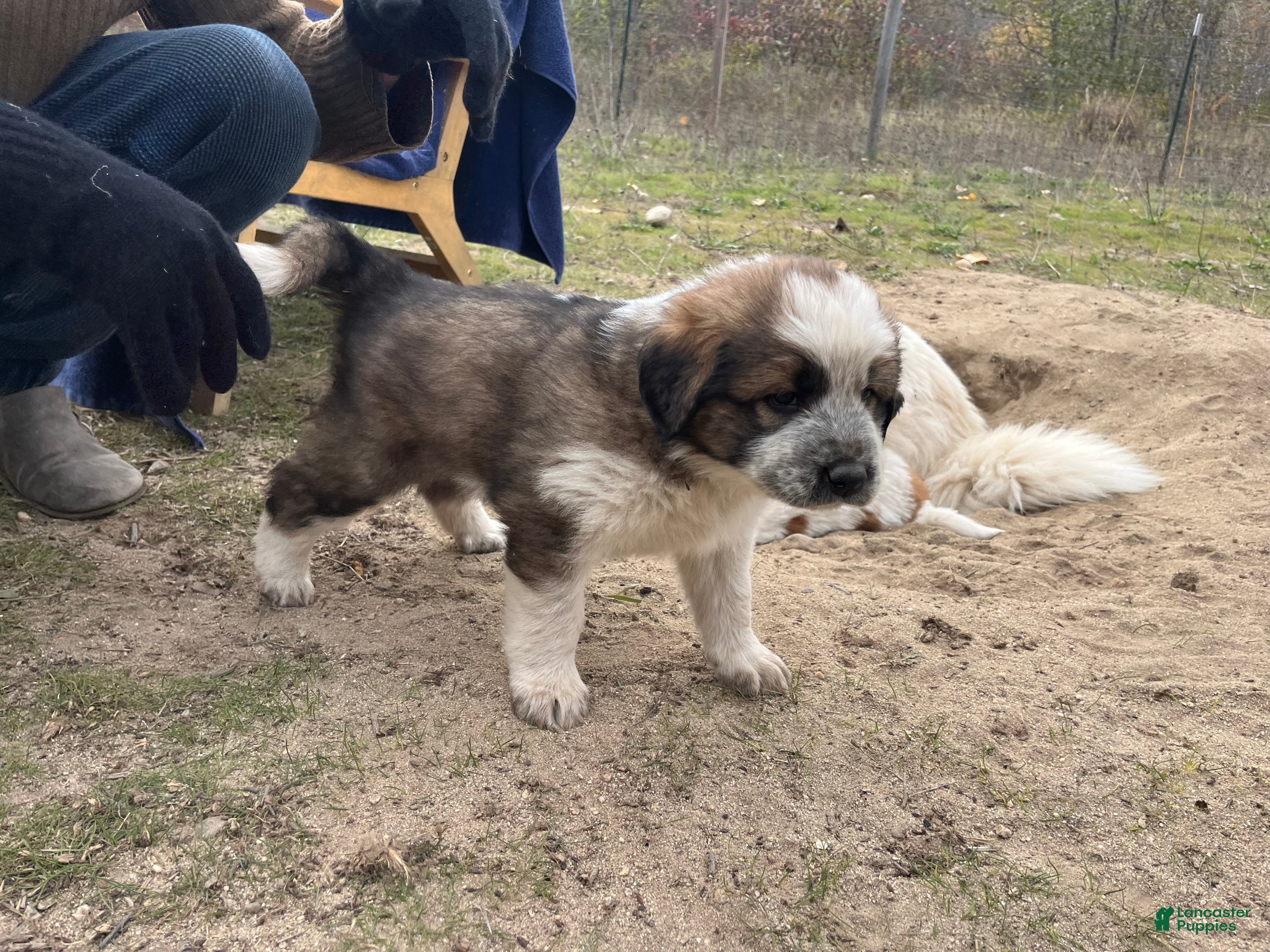 Mixed Breed dogs for sale: Ziggy - Ad 1