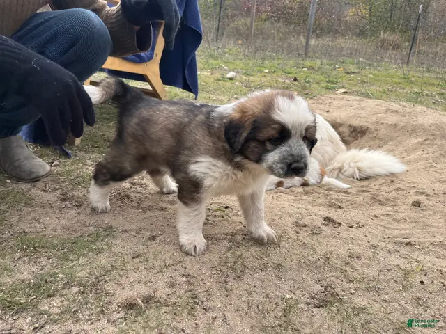 Mixed Breed dogs for sale: Ziggy - Ad 1